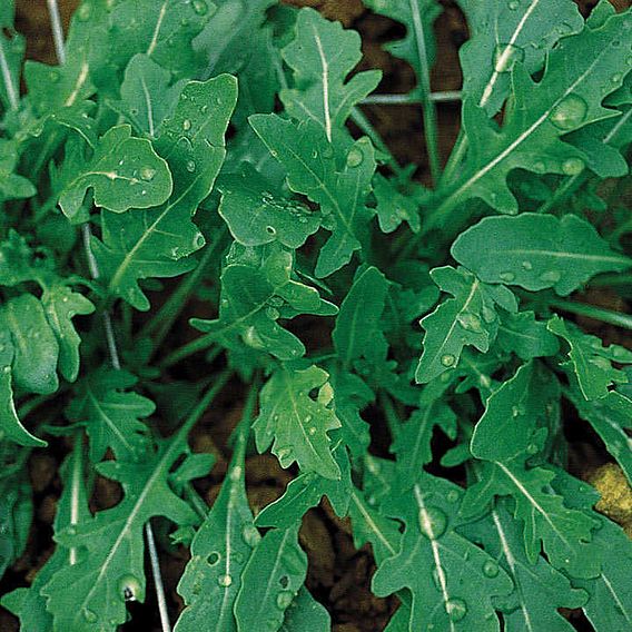 Wild Rocket (Organic) Seeds