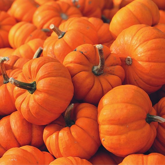 Pumpkin (Organic) Seeds - Jack Be Little