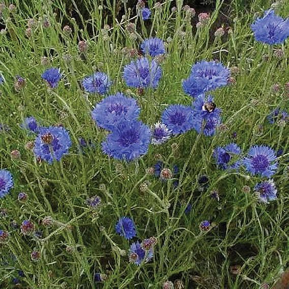 Cornflower (Organic) Seeds - Double Blue