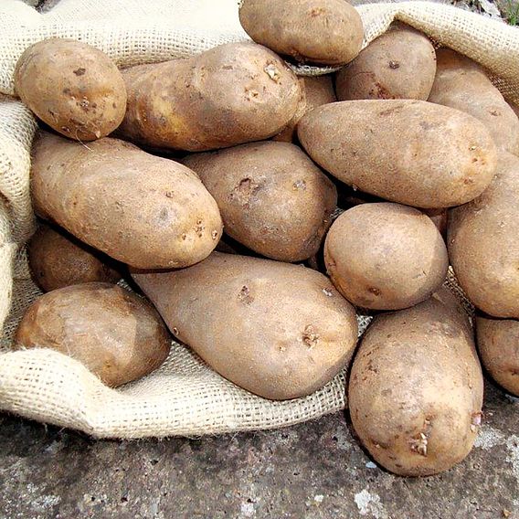Potato Seed Organic Golden Wonder 1kg