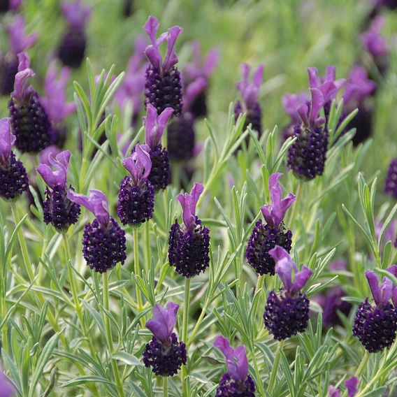 Lavender 'Night Of Passion'