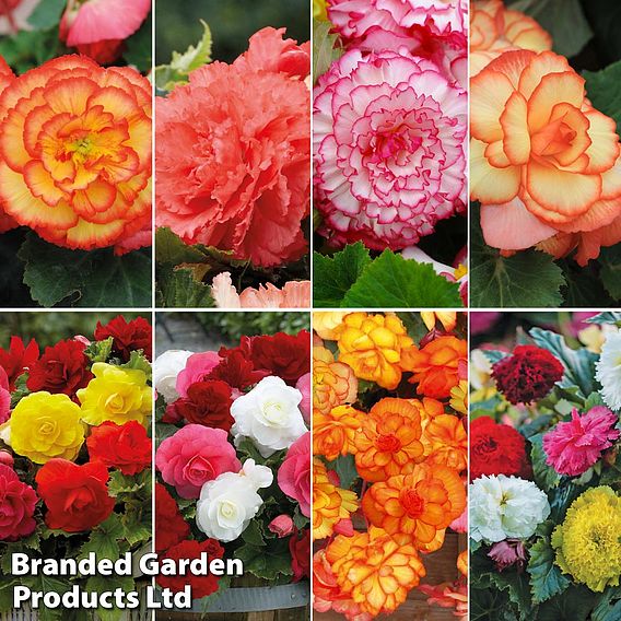 Begonia Summer Saver Collection