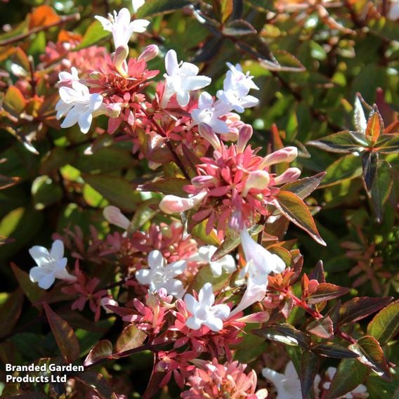Abelia x grandiflora