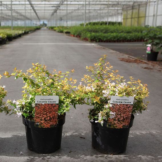Abelia x grandiflora 'Caramel Charm'