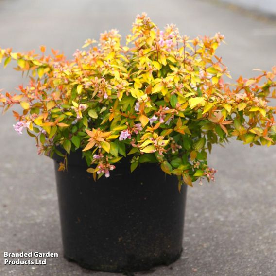 Abelia x grandiflora 'Caramel Charm'