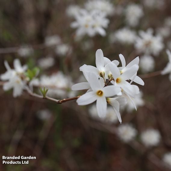 Abeliophyllum Distichum