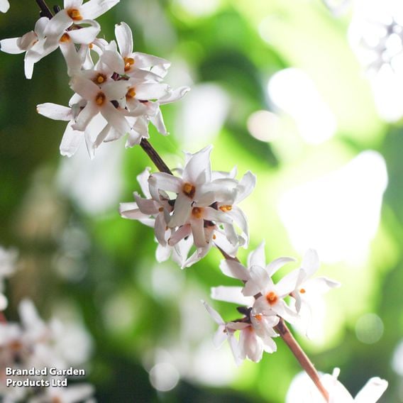 Abeliophyllum Distichum