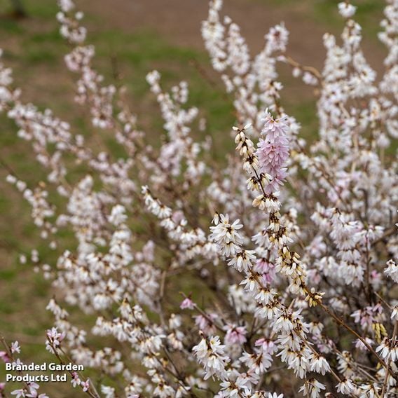 Abeliophyllum Distichum