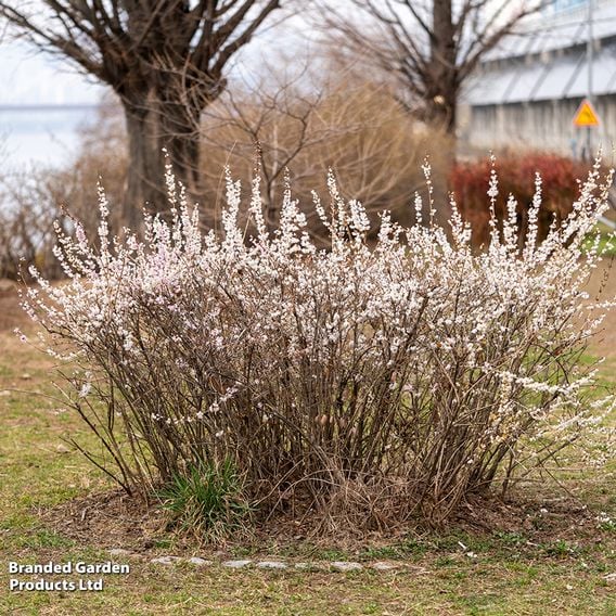 Abeliophyllum Distichum