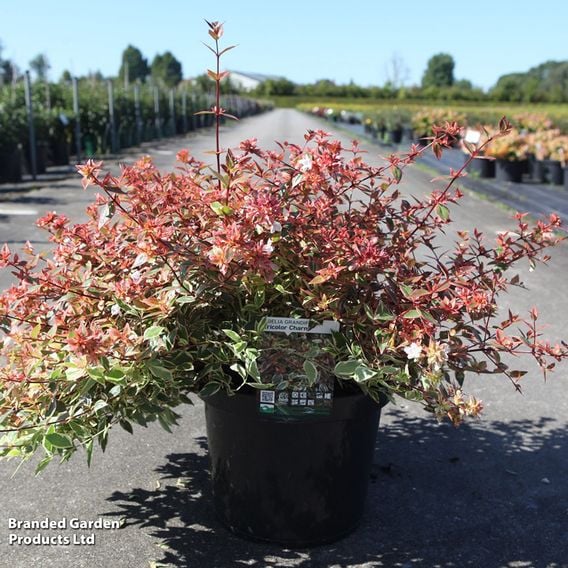 Abelia x grandiflora
