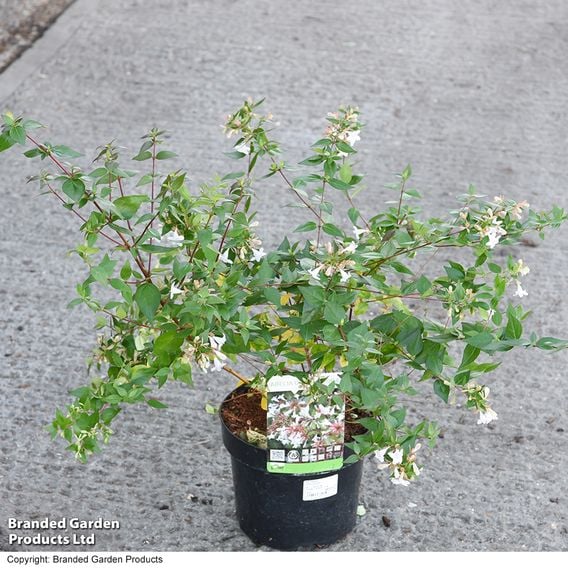 Abelia x grandiflora