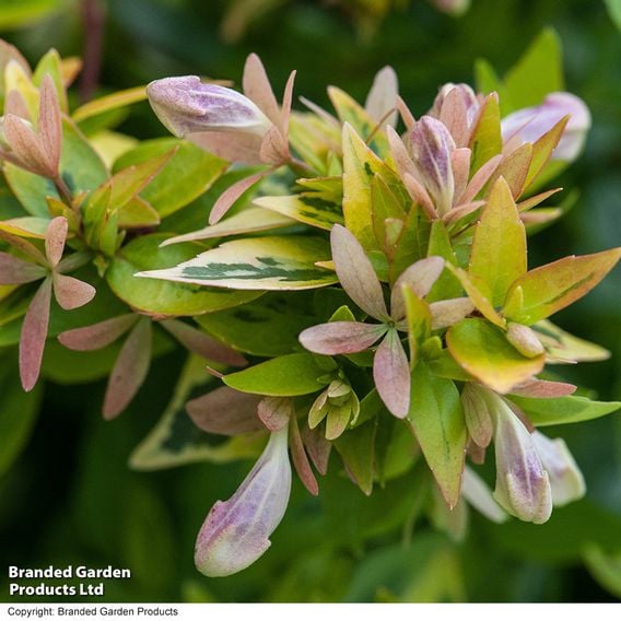 Abelia x grandiflora 'Kaleidoscope'