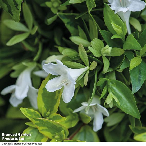 Abelia x grandiflora 'Kaleidoscope'