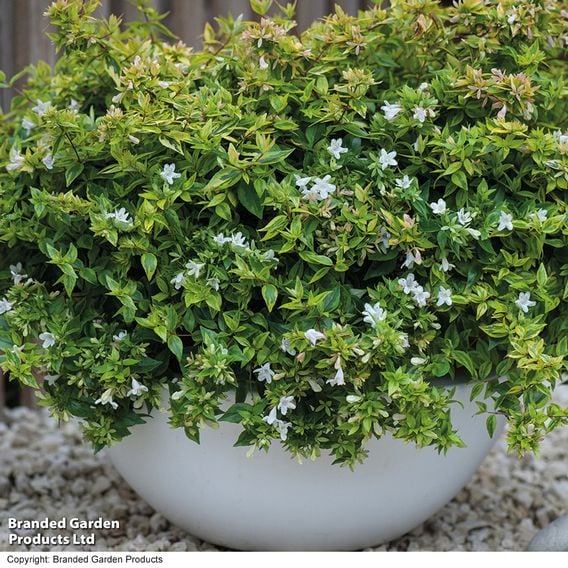 Abelia x grandiflora 'Kaleidoscope'