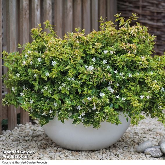Abelia x grandiflora 'Kaleidoscope'