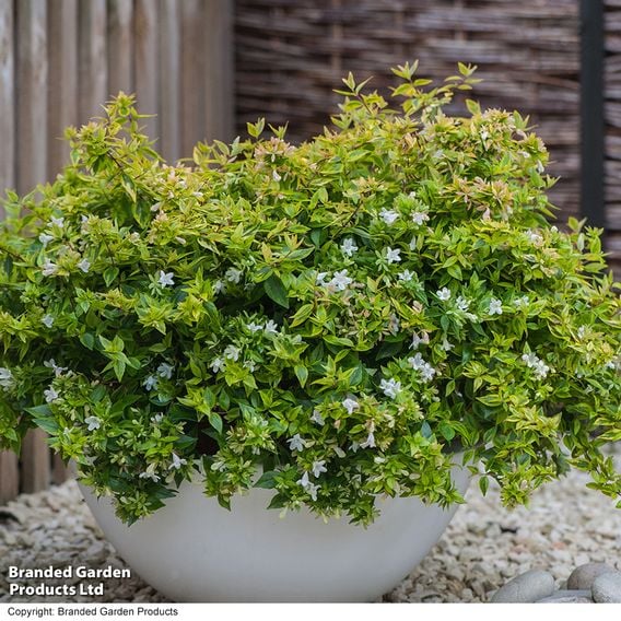 Abelia x grandiflora 'Kaleidoscope'