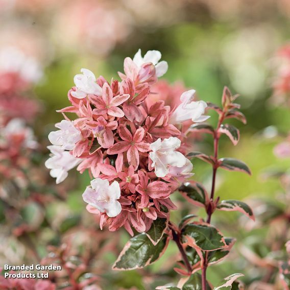 Abelia x grandiflora 'Magic Daydream'