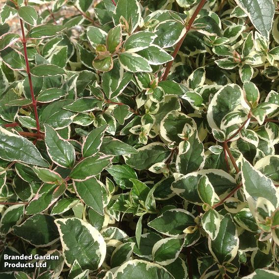 Abelia x grandiflora 'Magic Daydream'