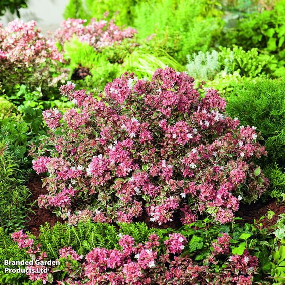 Abelia x grandiflora 'Magic Daydream'