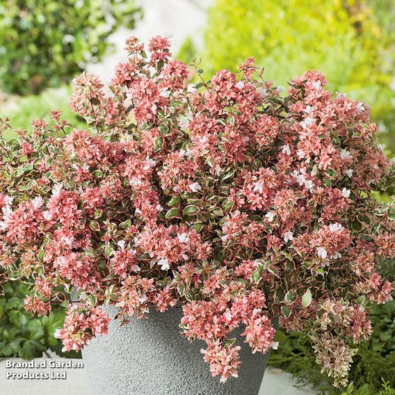 Abelia x grandiflora 'Magic Daydream'
