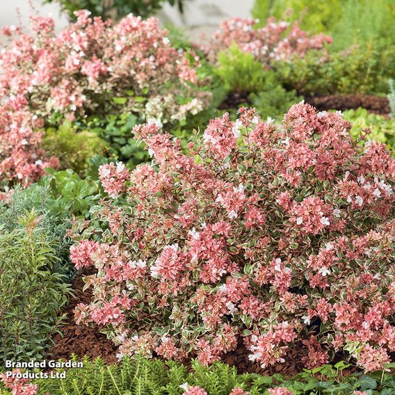 Abelia x grandiflora 'Magic Daydream'