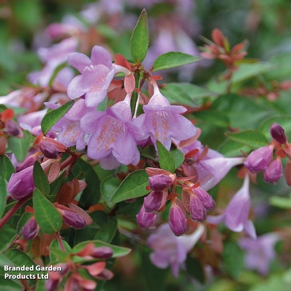 Abelia 'Pink Pong'