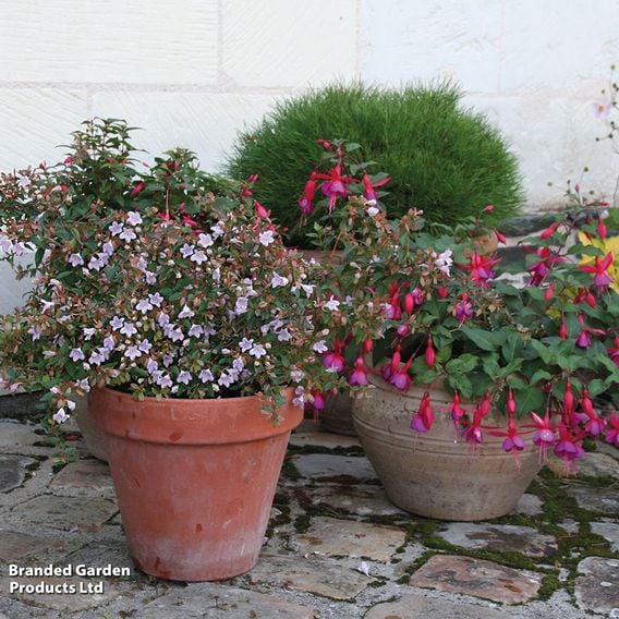 Abelia 'Pink Pong'