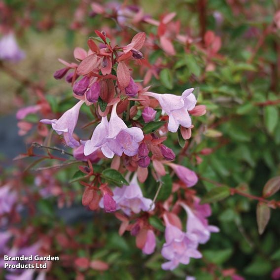 Abelia 'Pink Pong'