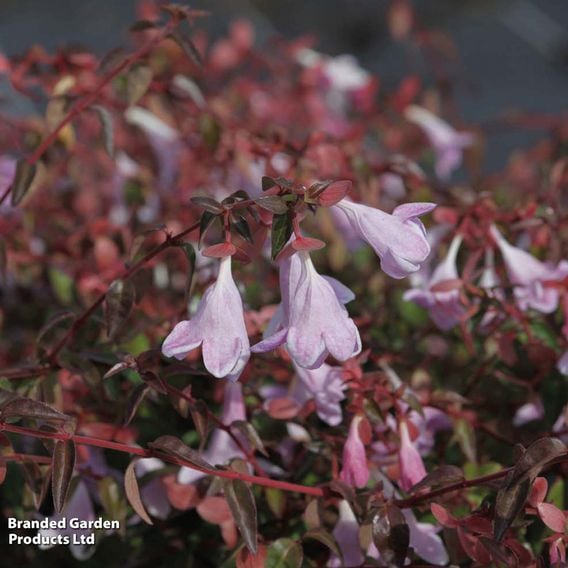 Abelia 'Pinky Bells'