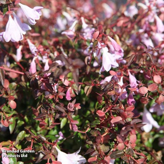 Abelia 'Pinky Bells'