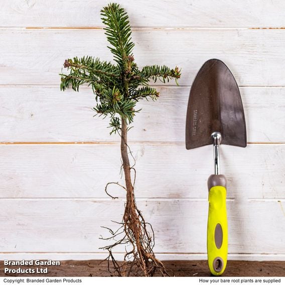 Abies Nordmanniana
