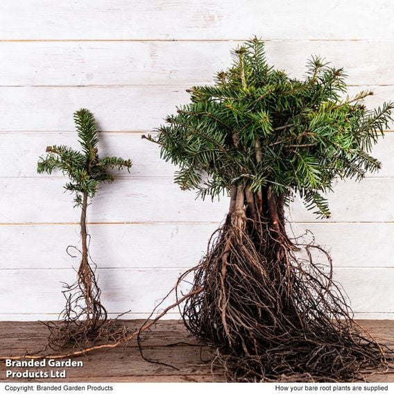 Abies Nordmanniana