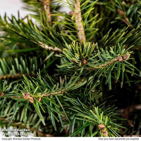 Abies Nordmanniana