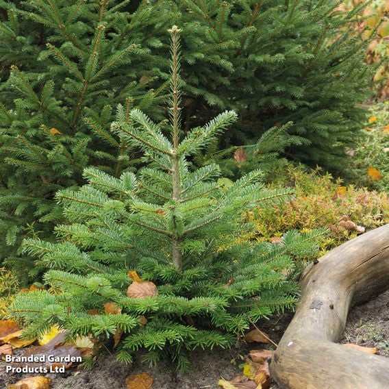 Abies Nordmanniana