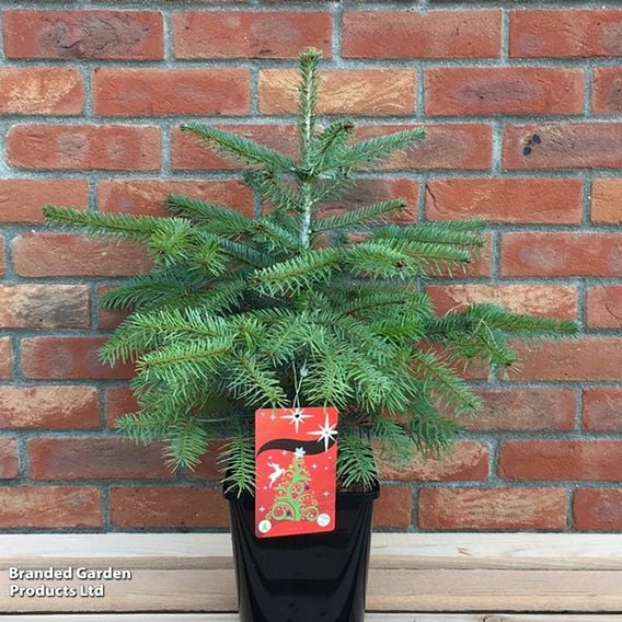 Abies Nordmanniana