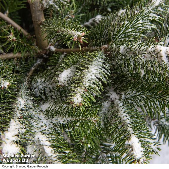 Abies Nordmanniana