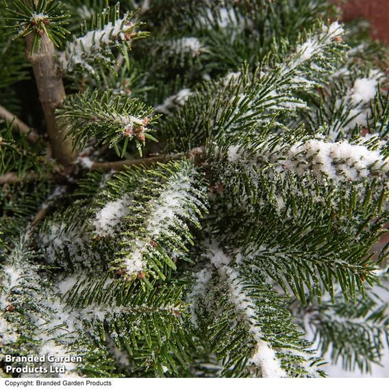 Abies Nordmanniana