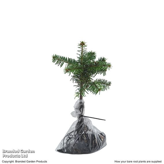 Abies Nordmanniana