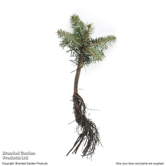 Abies Nordmanniana
