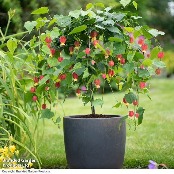 Abutilon megapotamicum