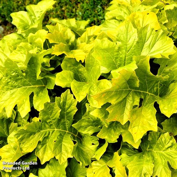 Acanthus mollis 'Hollards Gold'