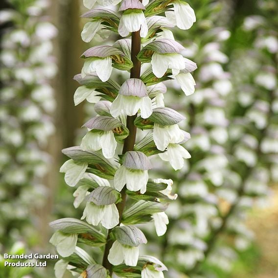 Acanthus mollis 'Hollards Gold'
