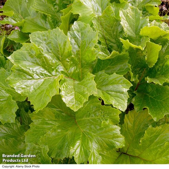 Acanthus mollis 'Hollards Gold'
