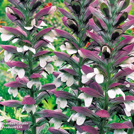 Acanthus mollis