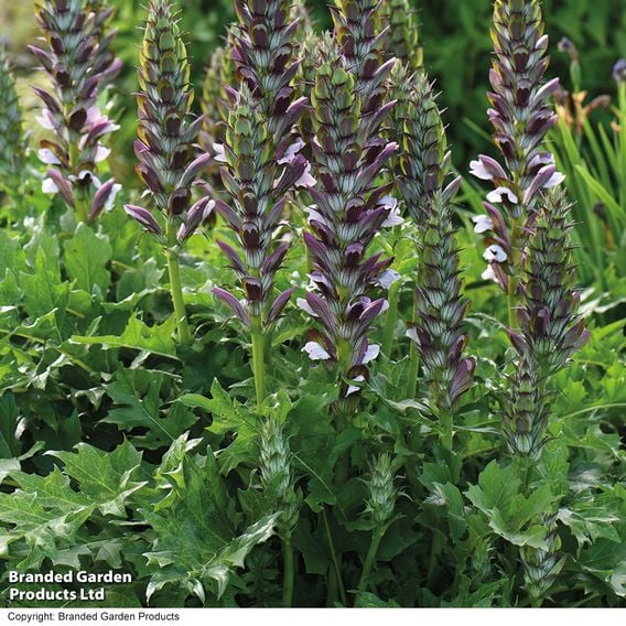 Acanthus mollis