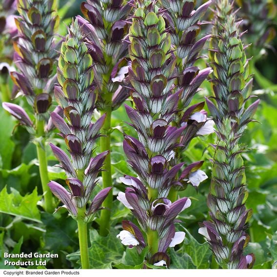 Acanthus mollis