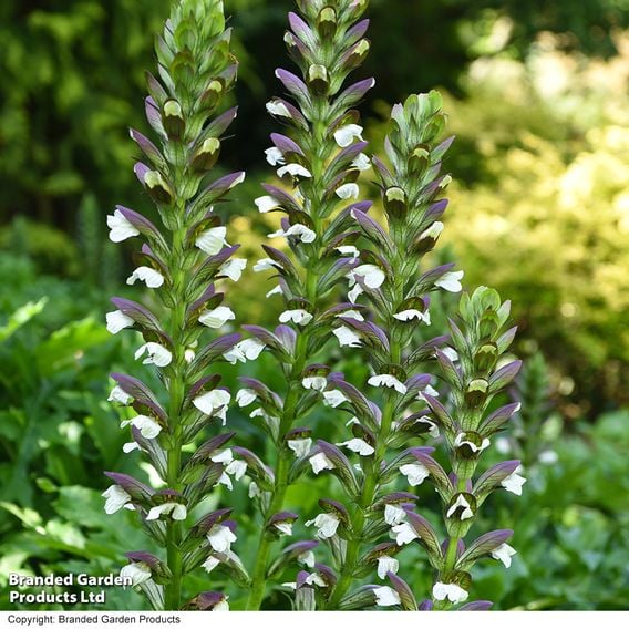 Acanthus mollis