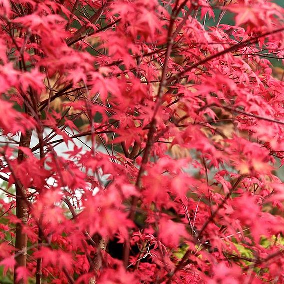 Acer palmatum Beni-Malko