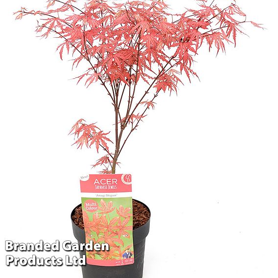 Acer palmatum 'Amagi Shigure'