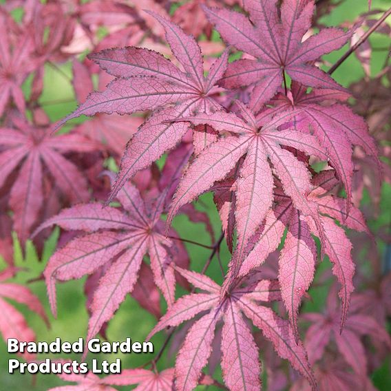 Acer palmatum 'Amagi Shigure'